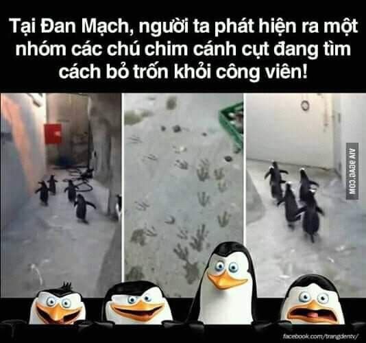 Bọn này chắc chắn được xem hoạt hình madagascar rồi