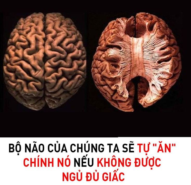 Hãy ngủ đủ giấc nhé anh em