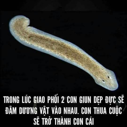 Gẫy súng thì chả thành con cái à